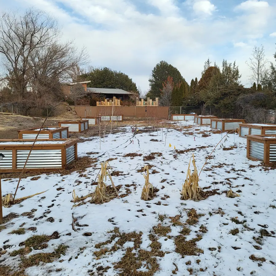 Raised beds in the snow with dry corn stalks in the foreground and bare trees behind.