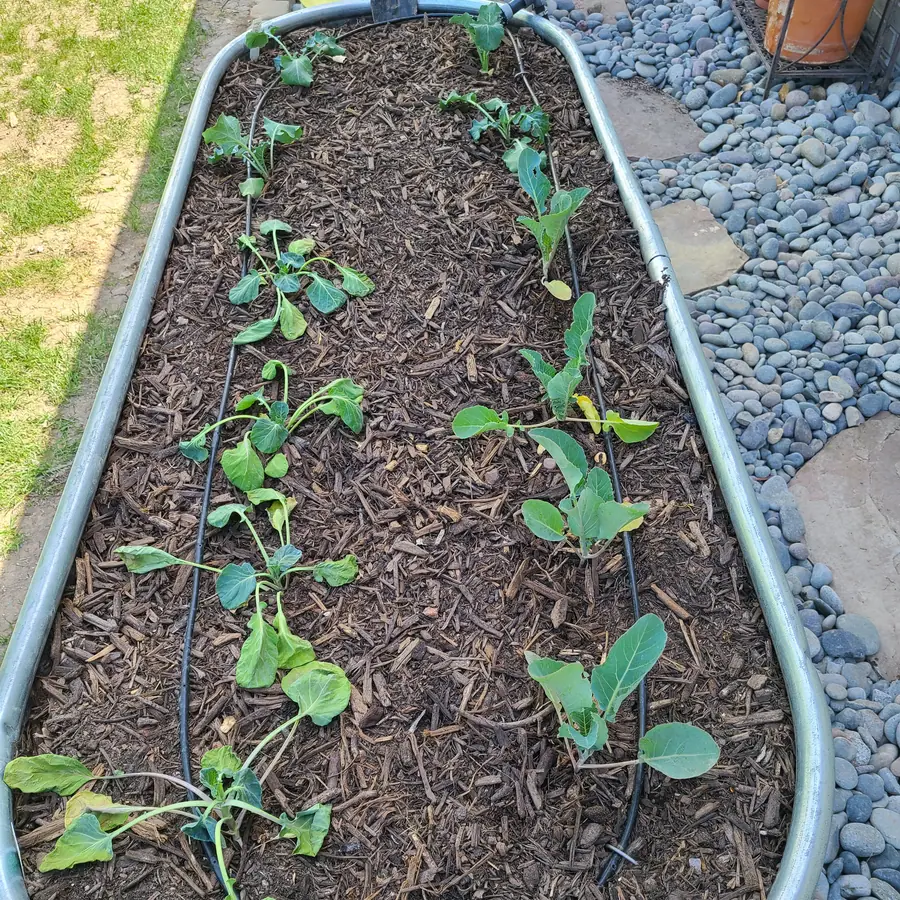 Young seedlings in an oval galvanized stock-tank planter, with a black drip line over wood-chip mulch.