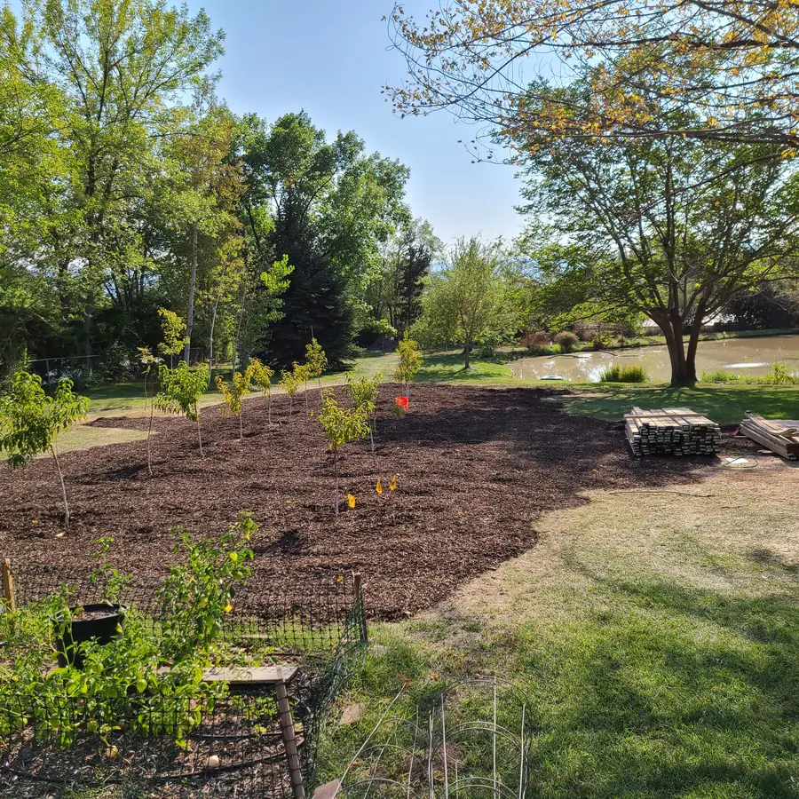 Fresh wood-chip mulch with young fruit trees planted in rows, a pond and tall trees behind, and stacks of lumber at the right.
